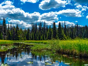 Preview wallpaper trees, meadow, grass, pond, sky, landscape