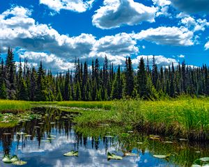 Preview wallpaper trees, meadow, grass, pond, sky, landscape