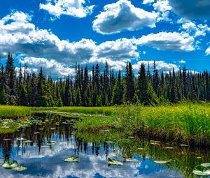 Preview wallpaper trees, meadow, grass, pond, sky, landscape