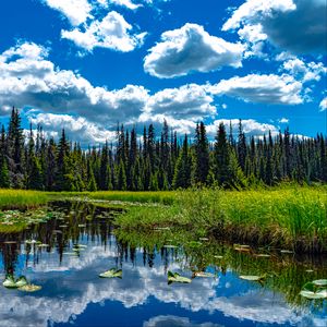 Preview wallpaper trees, meadow, grass, pond, sky, landscape