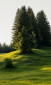 Preview wallpaper trees, meadow, grass, nature