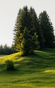 Preview wallpaper trees, meadow, grass, nature