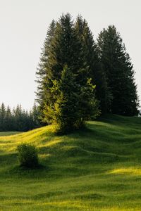 Preview wallpaper trees, meadow, grass, nature