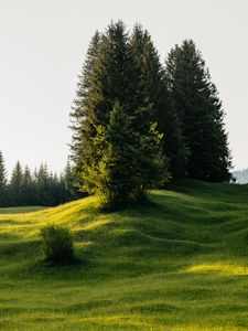 Preview wallpaper trees, meadow, grass, nature