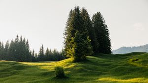 Preview wallpaper trees, meadow, grass, nature