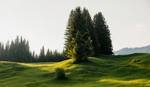 Preview wallpaper trees, meadow, grass, nature