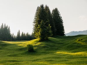 Preview wallpaper trees, meadow, grass, nature