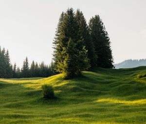 Preview wallpaper trees, meadow, grass, nature