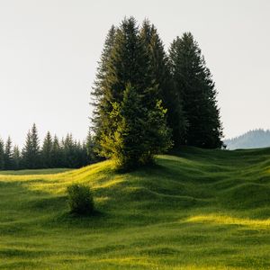 Preview wallpaper trees, meadow, grass, nature