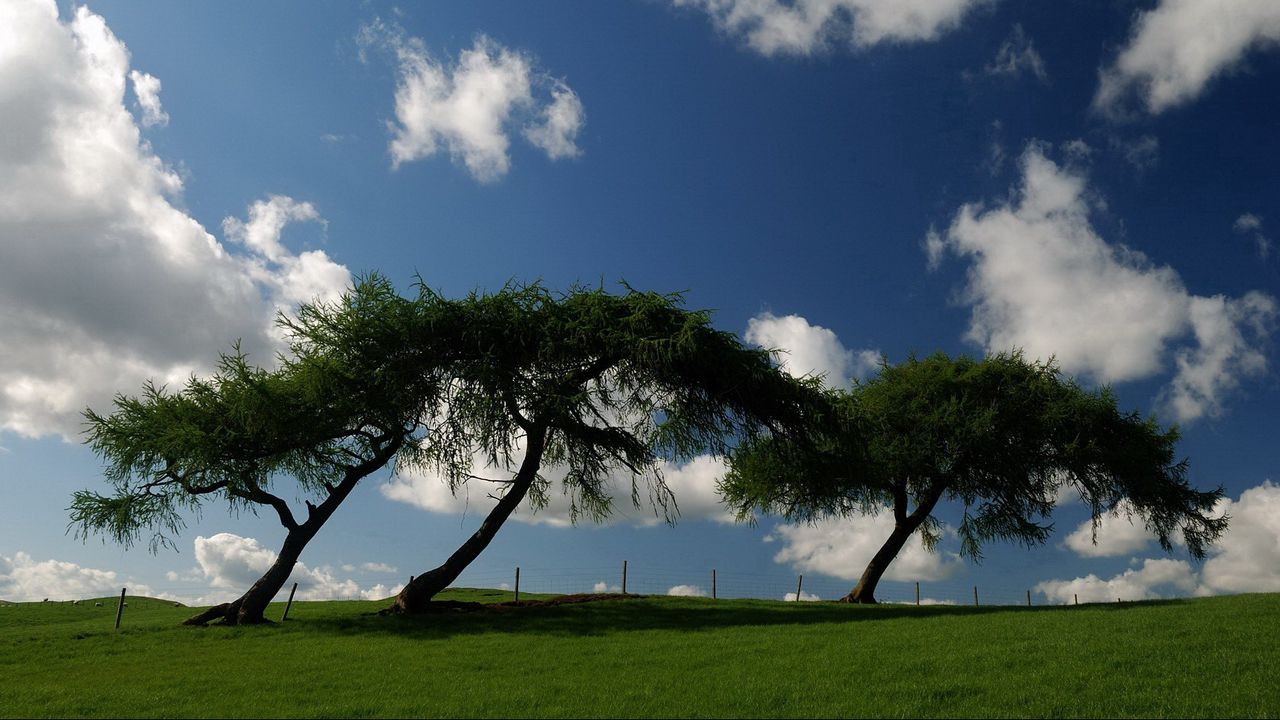 Wallpaper trees, meadow, inclination