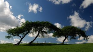 Preview wallpaper trees, meadow, inclination