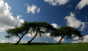 Preview wallpaper trees, meadow, inclination