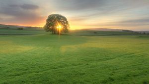 Preview wallpaper trees, meadow, light, sun, decline, evening, green, open spaces