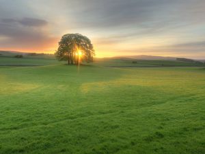 Preview wallpaper trees, meadow, light, sun, decline, evening, green, open spaces