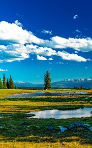 Preview wallpaper trees, meadow, water, grass