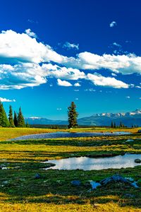 Preview wallpaper trees, meadow, water, grass