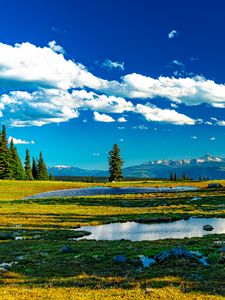 Preview wallpaper trees, meadow, water, grass