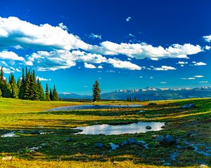 Preview wallpaper trees, meadow, water, grass