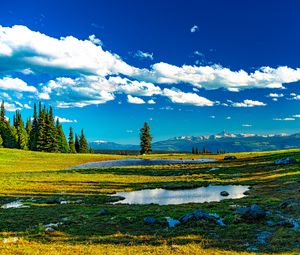 Preview wallpaper trees, meadow, water, grass