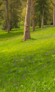 Preview wallpaper trees, meadow, wildflowers, nature