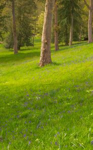 Preview wallpaper trees, meadow, wildflowers, nature