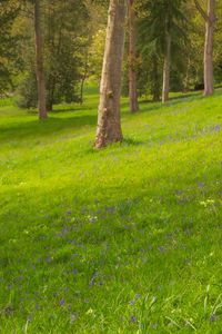 Preview wallpaper trees, meadow, wildflowers, nature