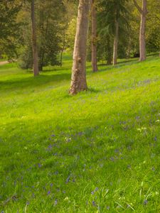 Preview wallpaper trees, meadow, wildflowers, nature