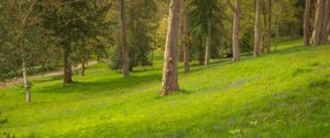 Preview wallpaper trees, meadow, wildflowers, nature