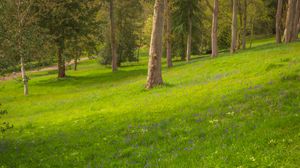 Preview wallpaper trees, meadow, wildflowers, nature