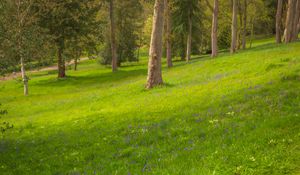 Preview wallpaper trees, meadow, wildflowers, nature