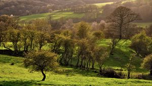 Preview wallpaper trees, meadow, young, grass, green, open spaces