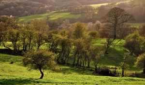 Preview wallpaper trees, meadow, young, grass, green, open spaces