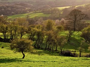 Preview wallpaper trees, meadow, young, grass, green, open spaces