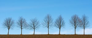 Preview wallpaper trees, minimalism, sky, horizon