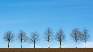 Preview wallpaper trees, minimalism, sky, horizon