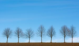 Preview wallpaper trees, minimalism, sky, horizon