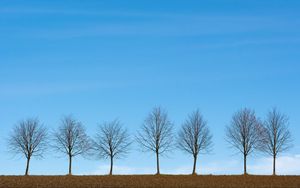 Preview wallpaper trees, minimalism, sky, horizon