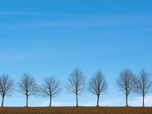Preview wallpaper trees, minimalism, sky, horizon