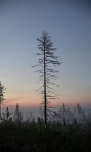 Preview wallpaper trees, moon, dusk, forest