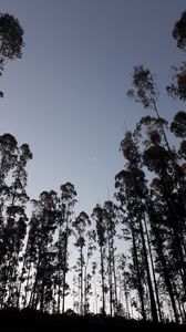 Preview wallpaper trees, moon, evening, bottom view