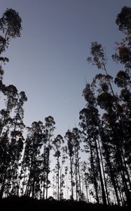 Preview wallpaper trees, moon, evening, bottom view