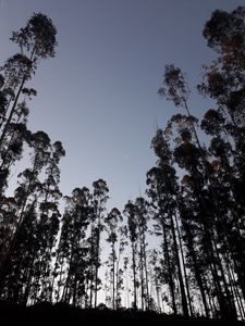 Preview wallpaper trees, moon, evening, bottom view