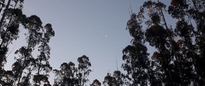 Preview wallpaper trees, moon, evening, bottom view