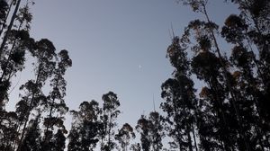 Preview wallpaper trees, moon, evening, bottom view