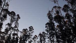 Preview wallpaper trees, moon, evening, bottom view