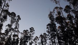 Preview wallpaper trees, moon, evening, bottom view