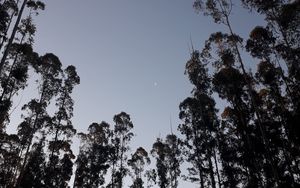 Preview wallpaper trees, moon, evening, bottom view