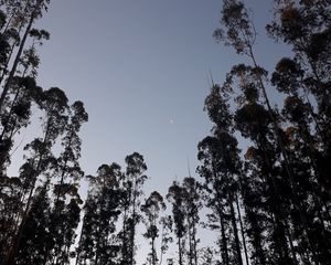 Preview wallpaper trees, moon, evening, bottom view