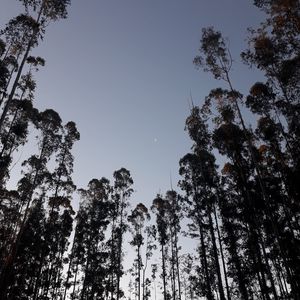 Preview wallpaper trees, moon, evening, bottom view
