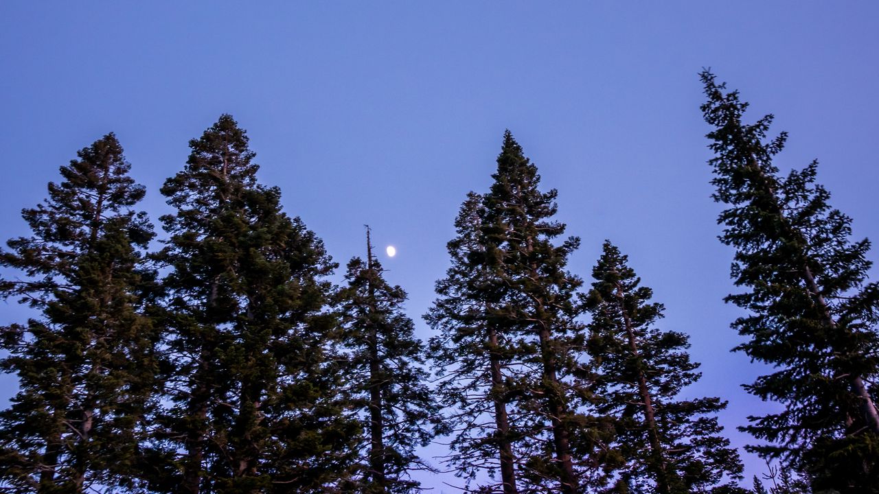 Wallpaper trees, moon, sky